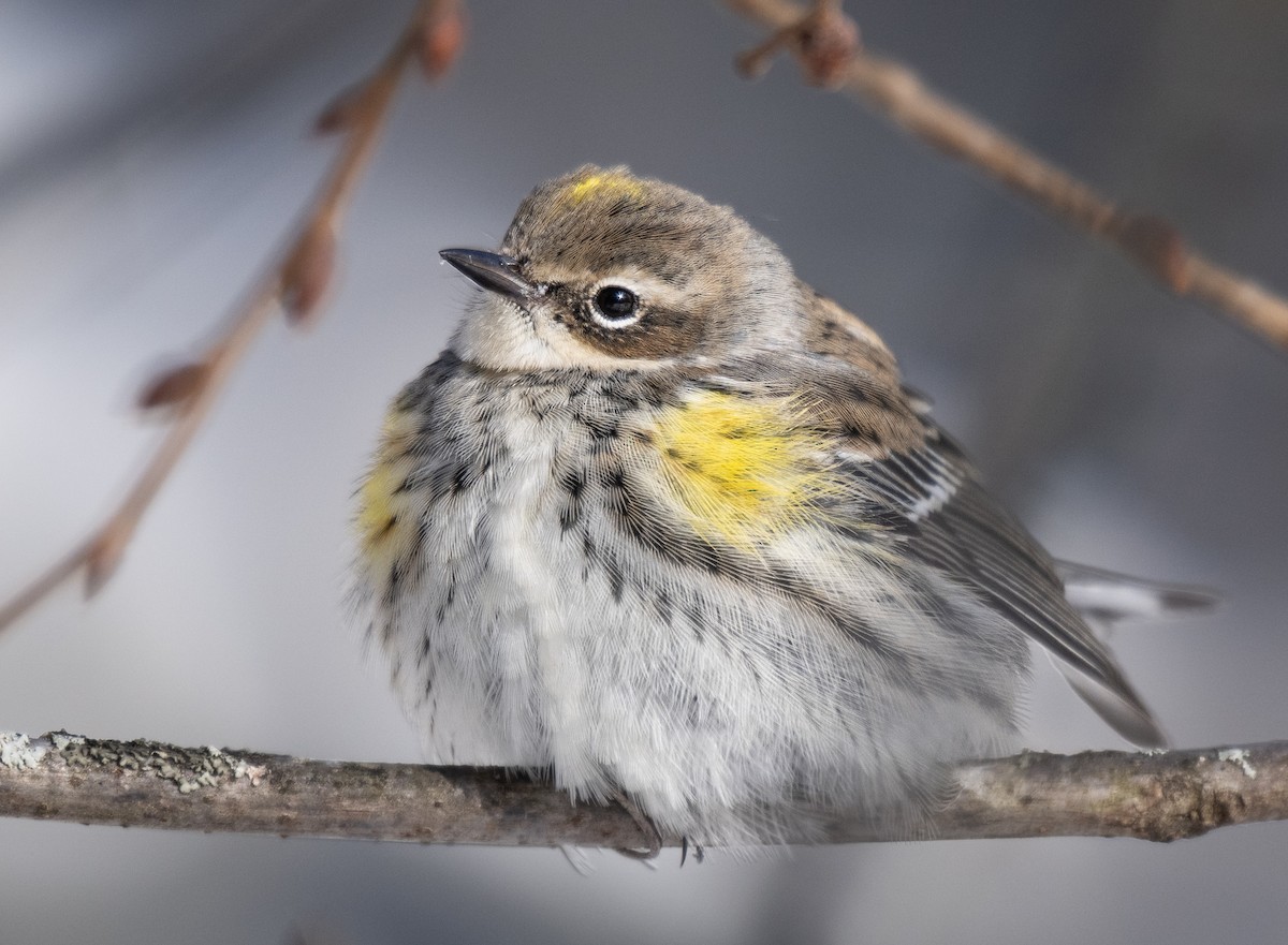 Пісняр-лісовик жовтогузий - ML646954424