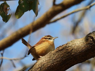 Поплітник каролінський - ML646954426