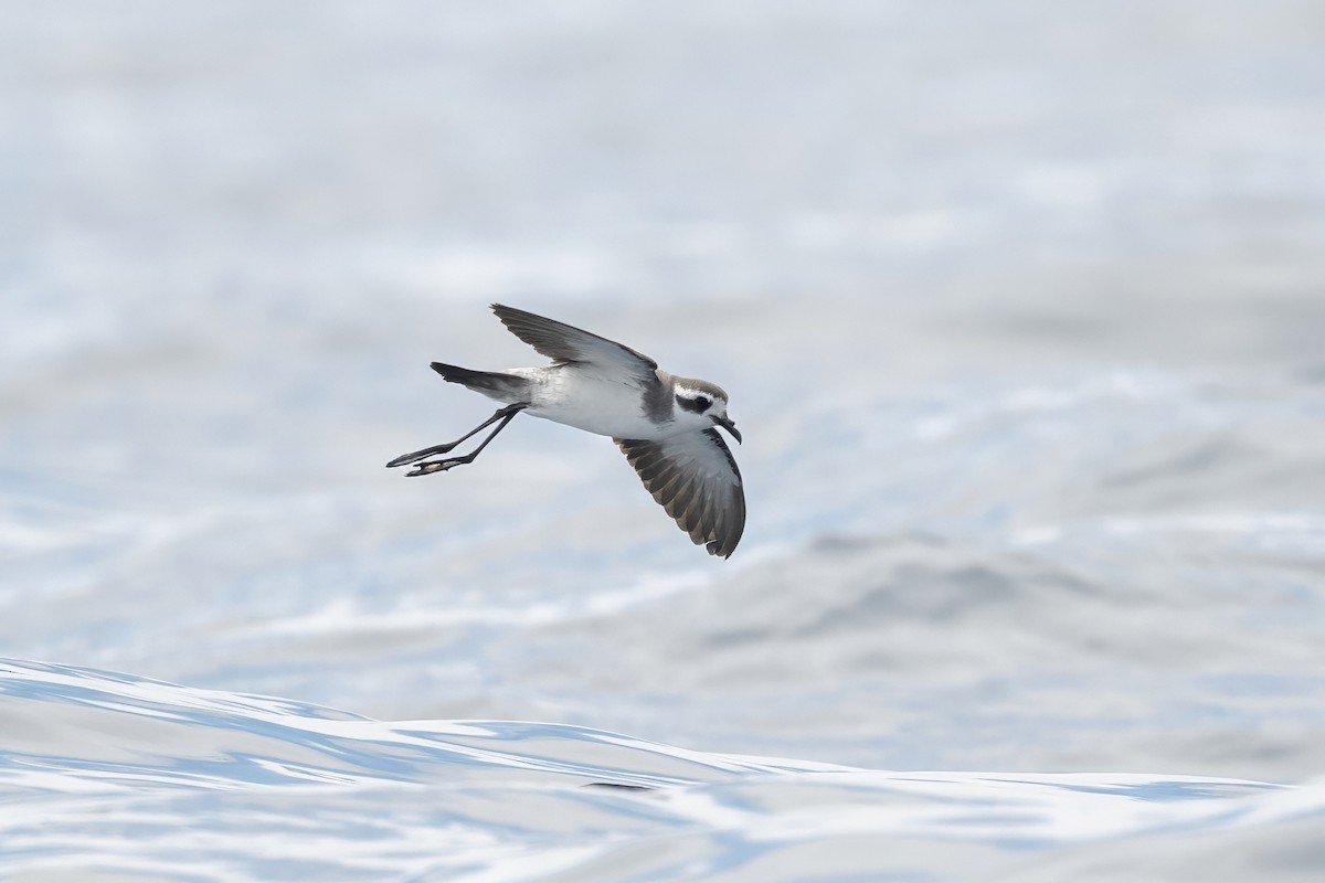 fregattstormsvale - ML646954427