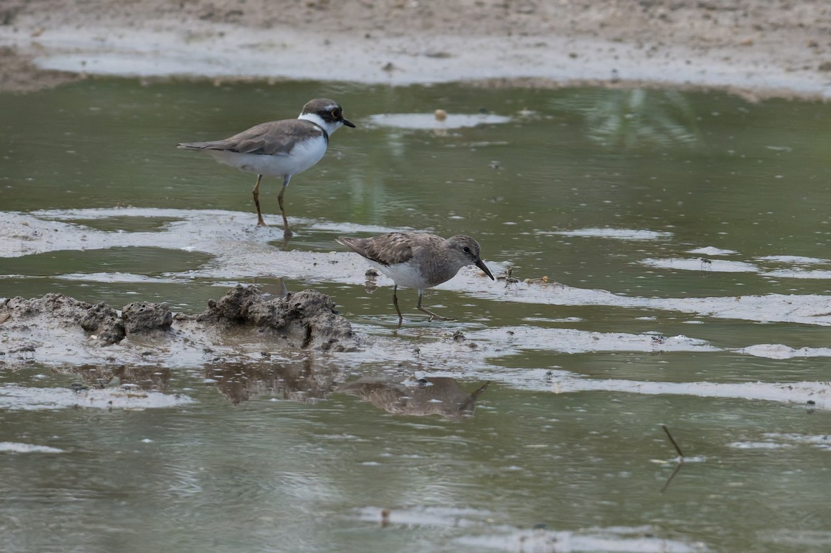 Temminckstrandläufer - ML646954429