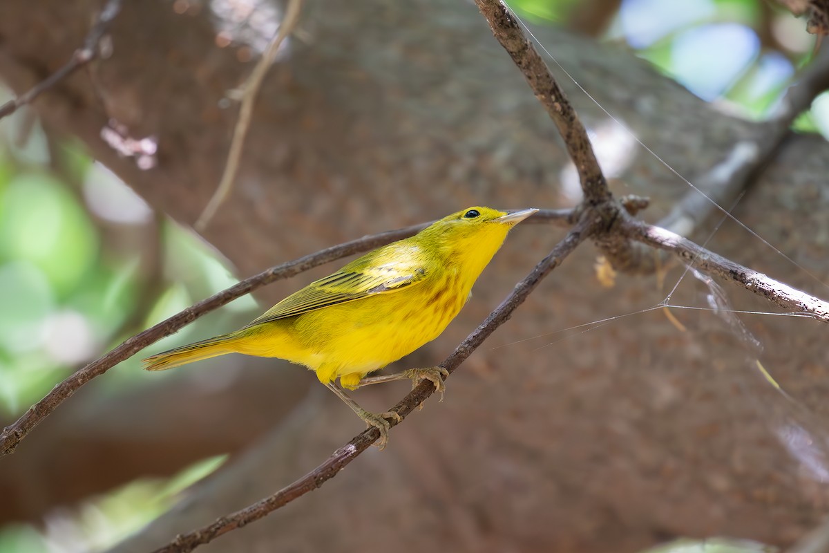 Пісняр-лісовик жовтий північний - ML646954430