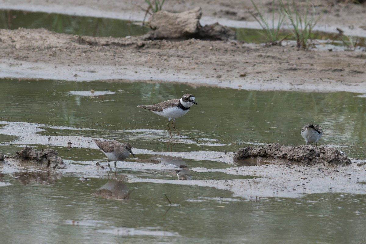 Flussregenpfeifer - ML646954431
