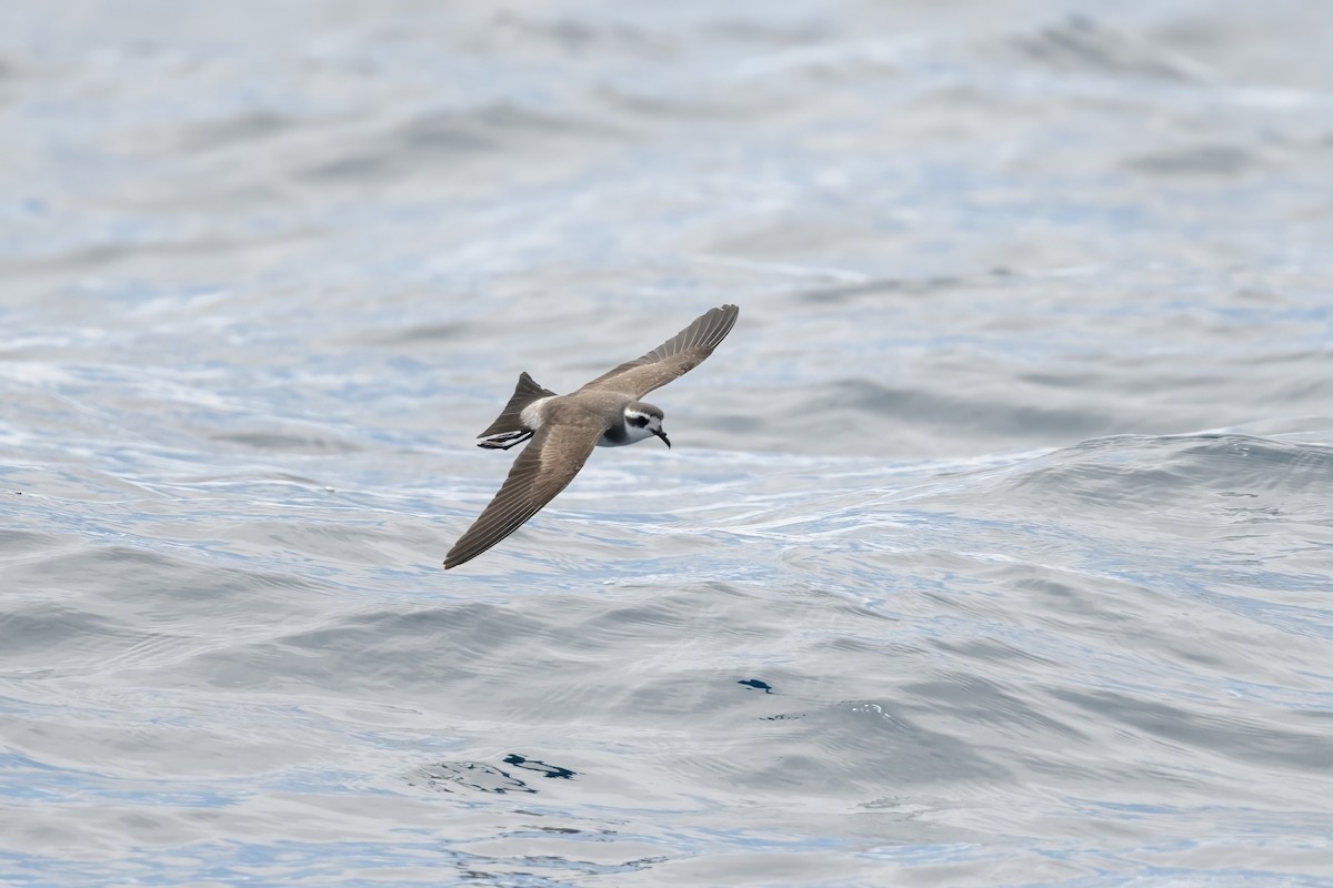 fregattstormsvale - ML646954432