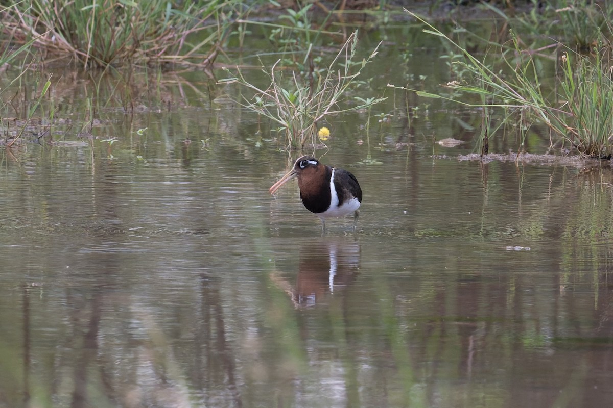 Goldschnepfe - ML646954433