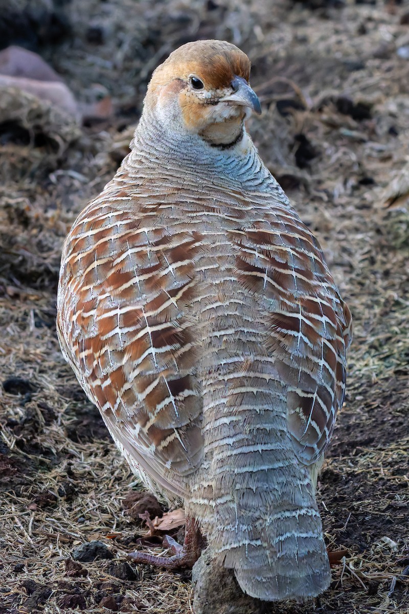 Gray Francolin - ML646954436