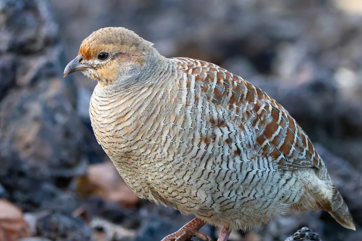 Gray Francolin - ML646954437