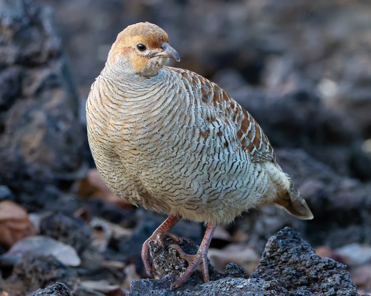 シマシャコ - ML646954438