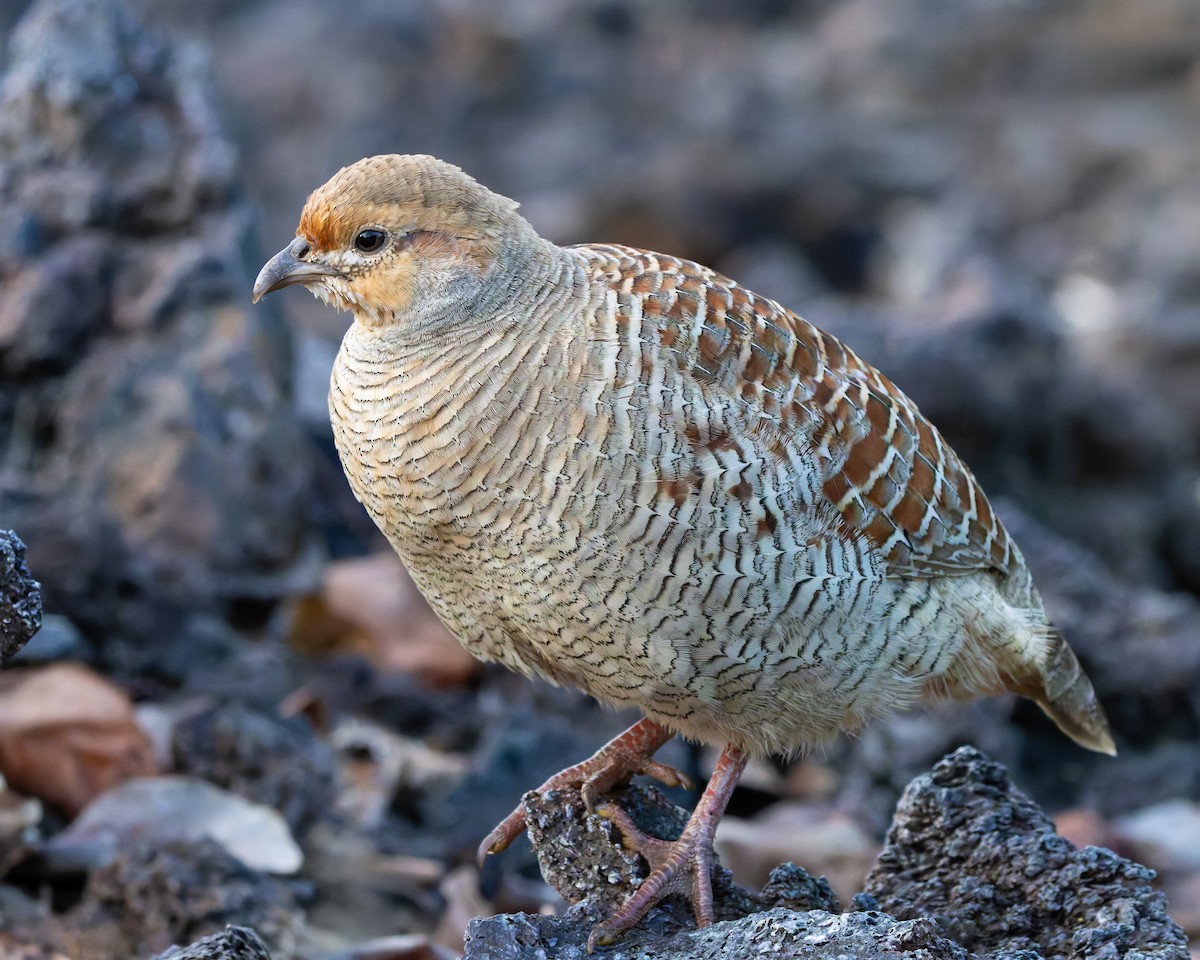 Турач сірий - ML646954439