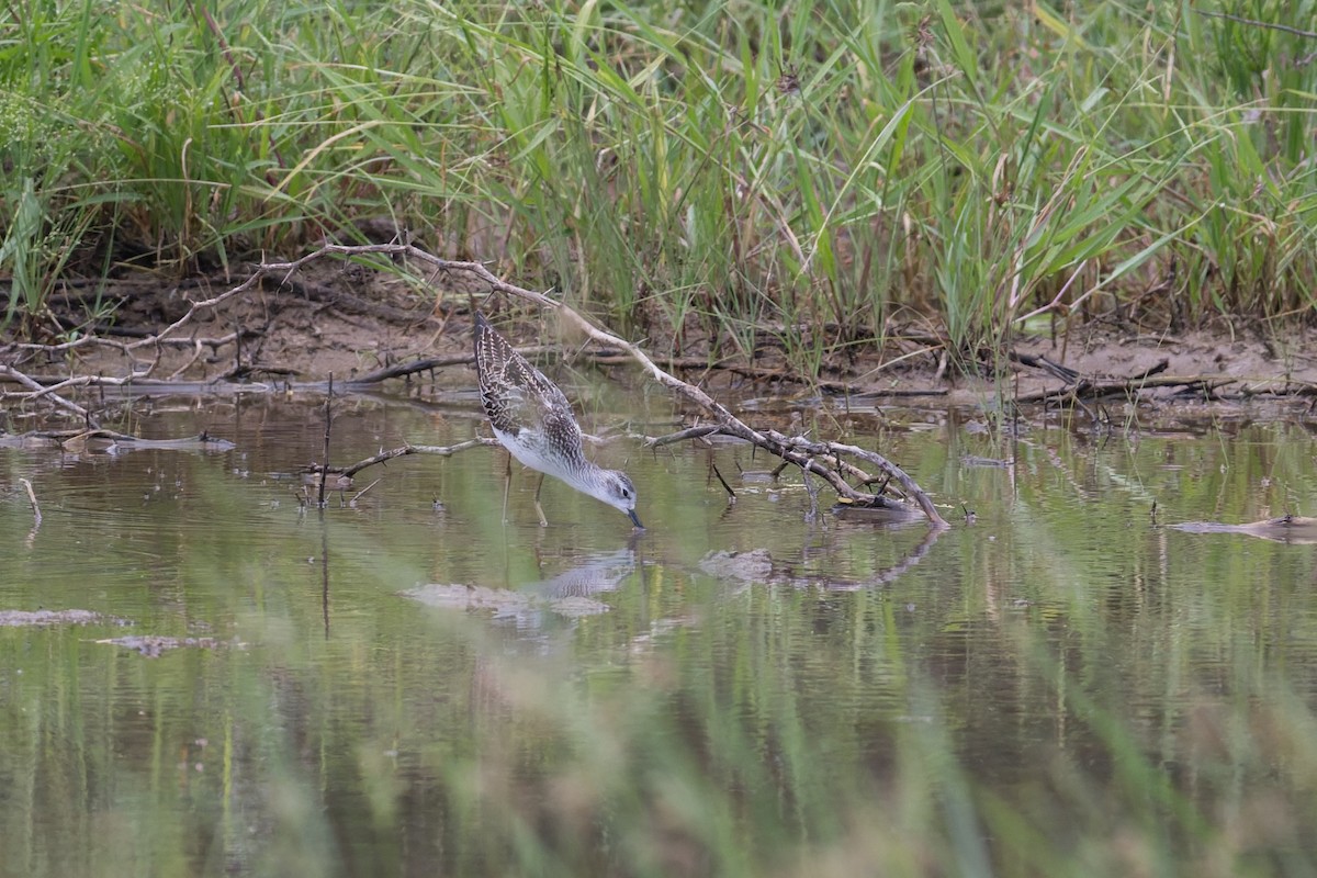 Teichwasserläufer - ML646954440