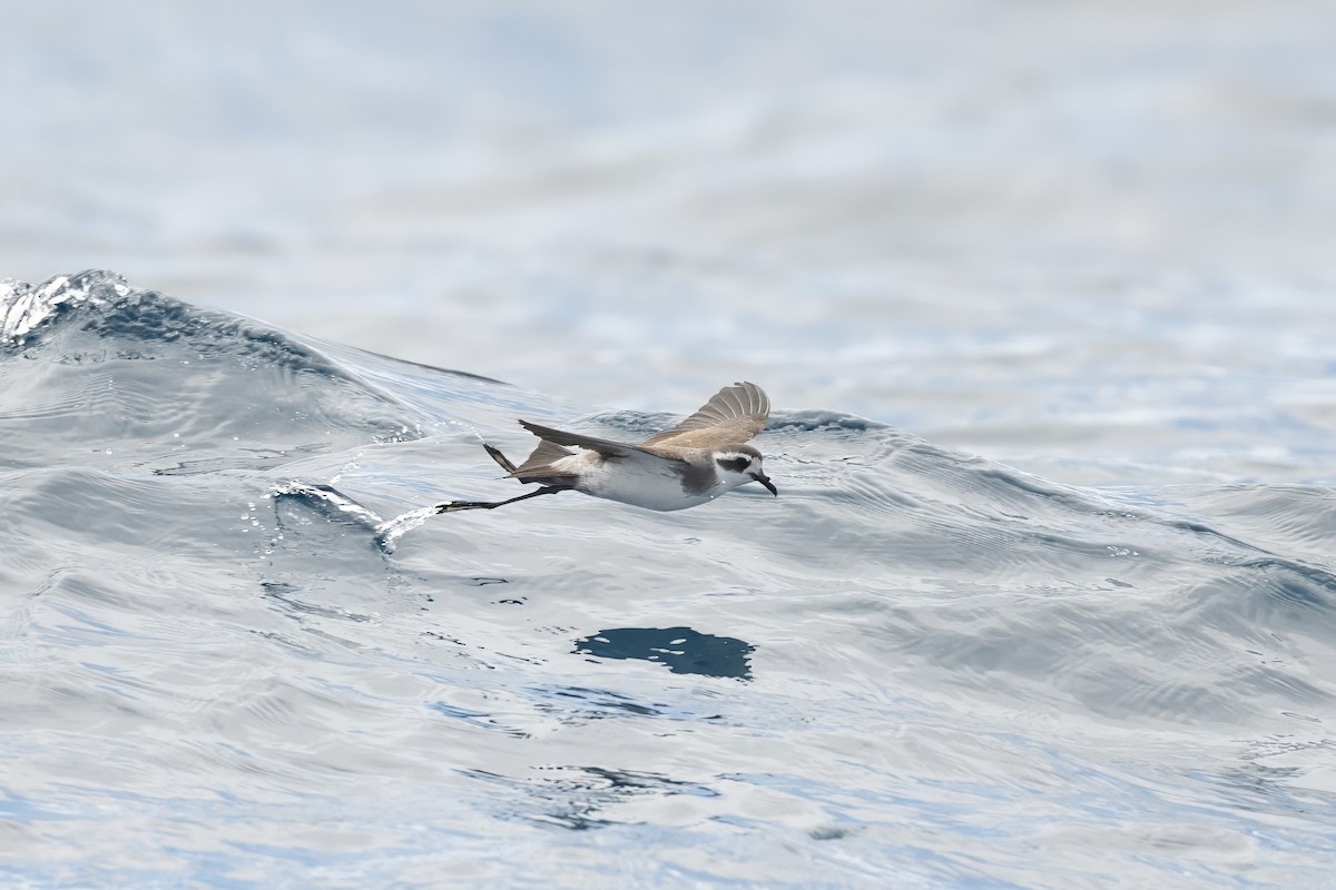 fregattstormsvale - ML646954441