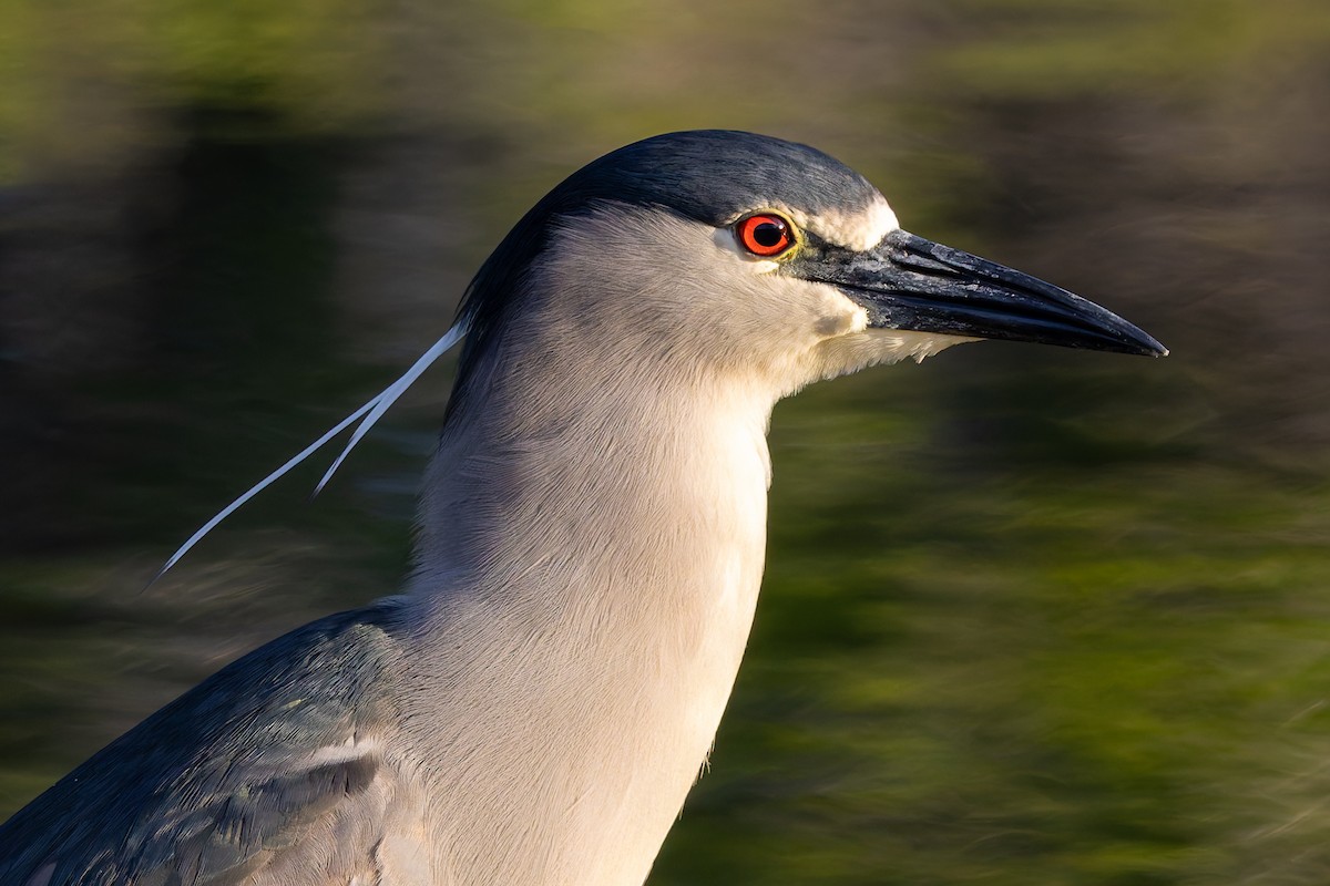 ゴイサギ（hoactli） - ML646954443