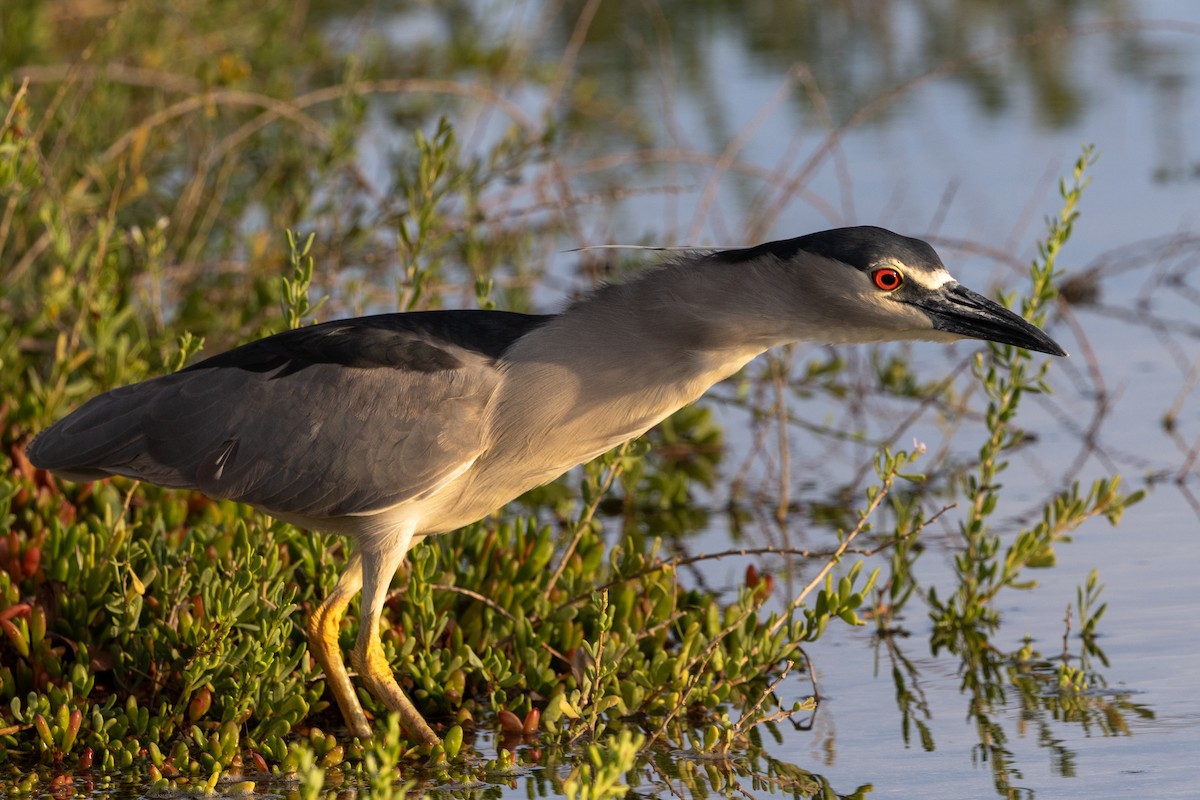 ゴイサギ（hoactli） - ML646954444