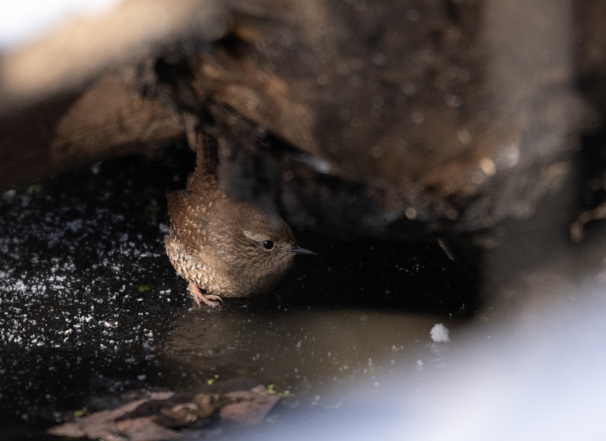 フユミソサザイ - ML646954445