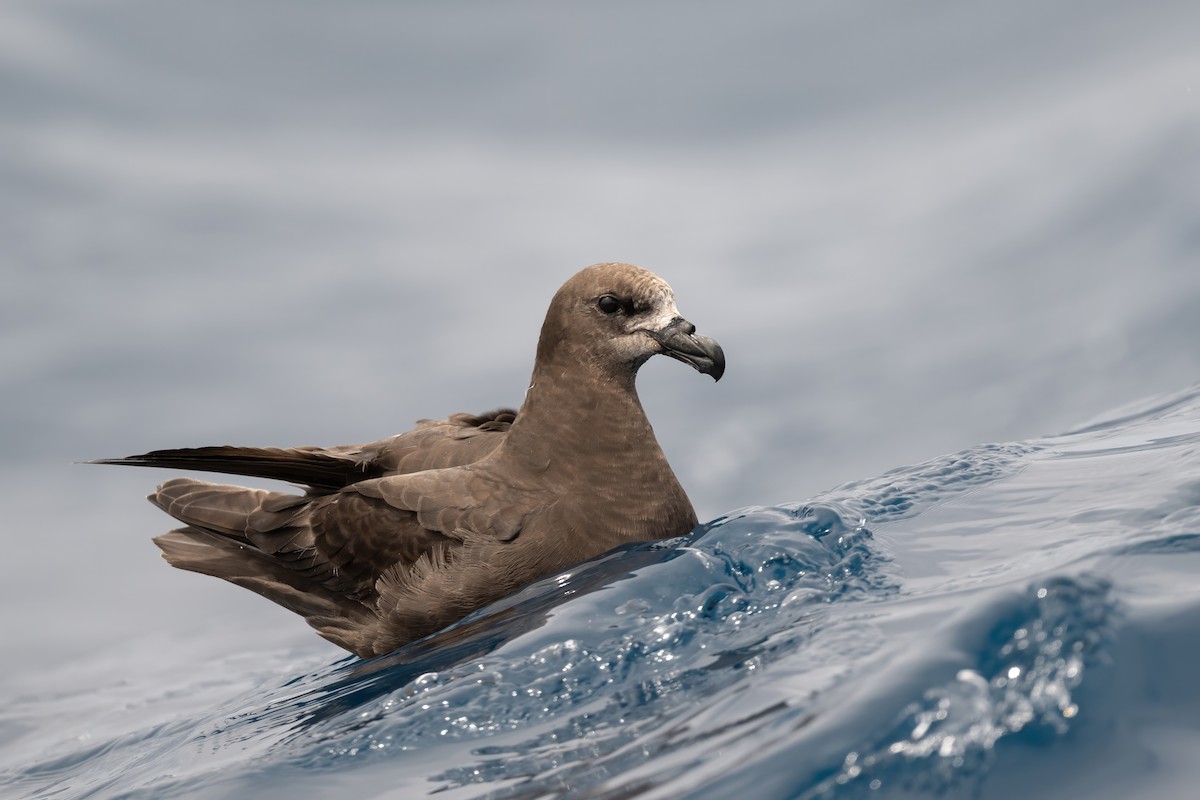 ハイガシラミズナギドリ - ML646954446