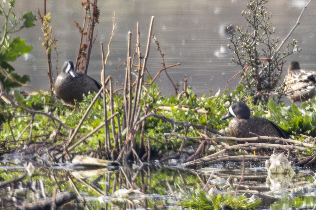 ミカヅキシマアジ - ML646954447