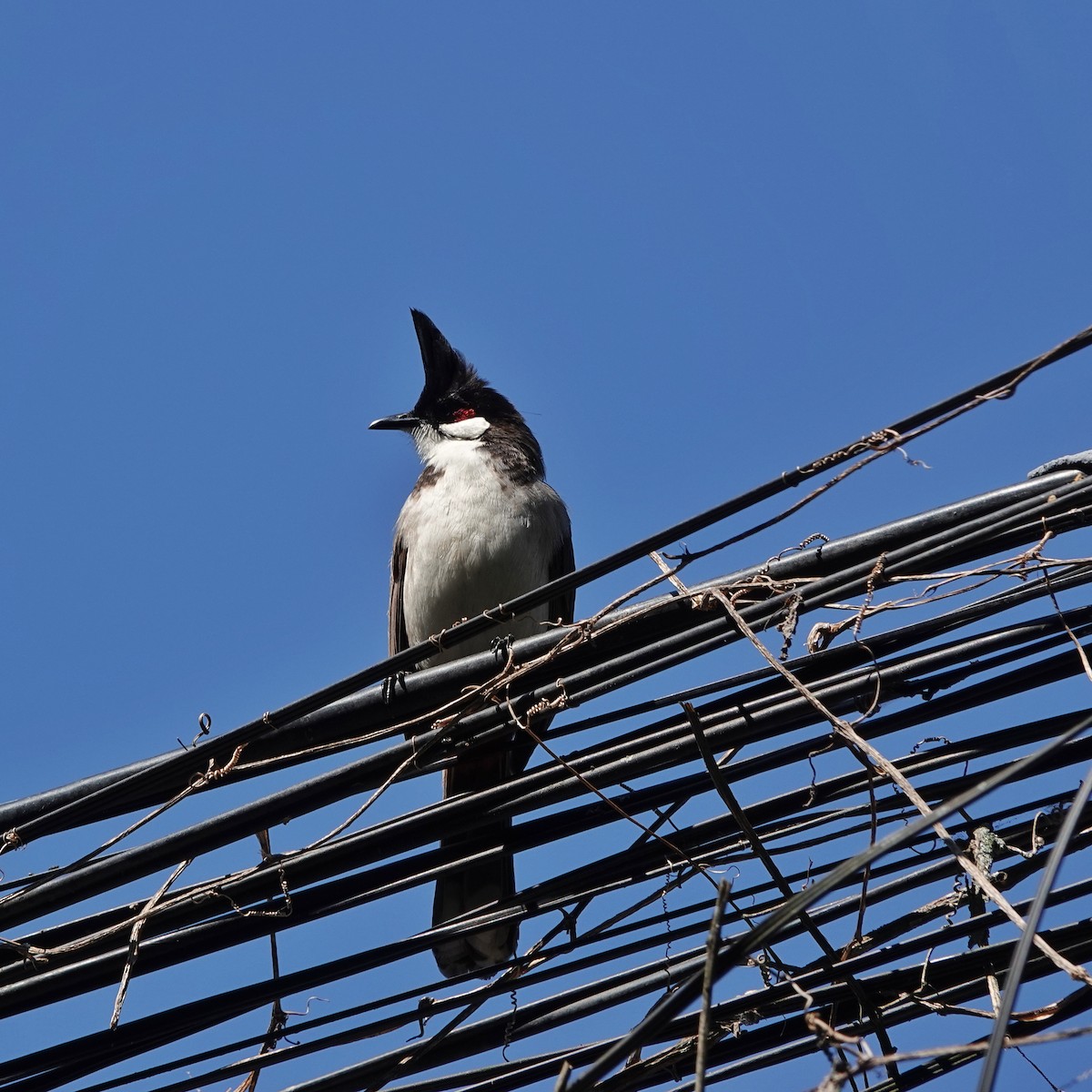 コウラウン - ML646954448