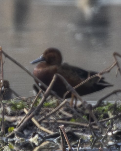 アカシマアジ - ML646954449