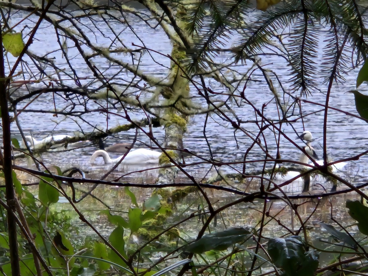 Trumpeter Swan - ML646954450