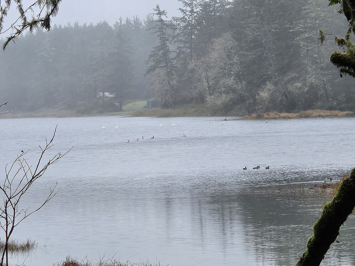 Trumpeter Swan - ML646954451