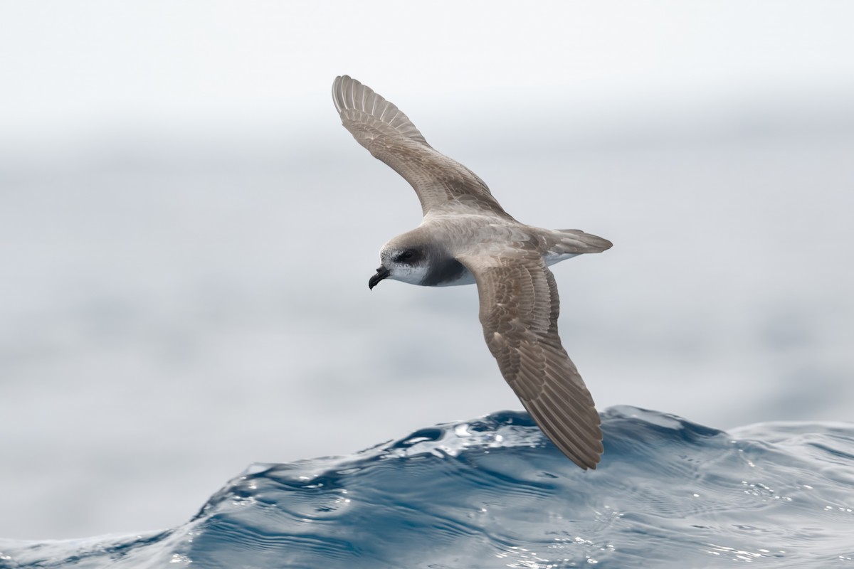 カオジロミズナギドリ - ML646954452