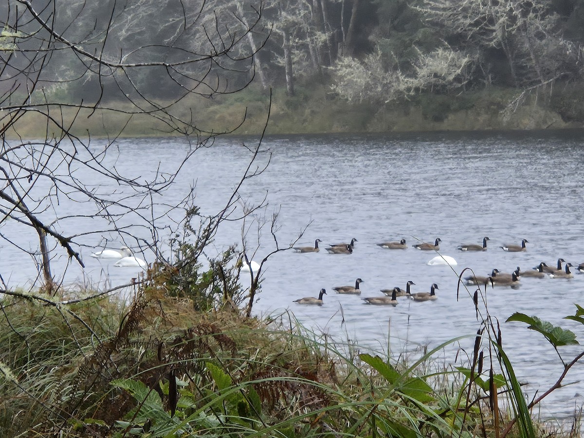 カナダガン - ML646954453