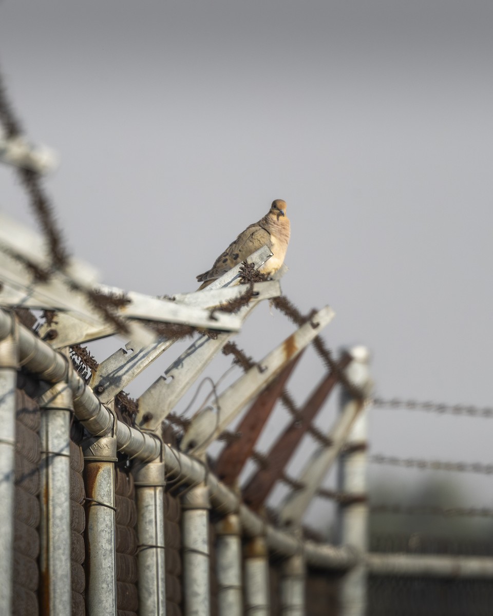 ナゲキバト - ML646954454