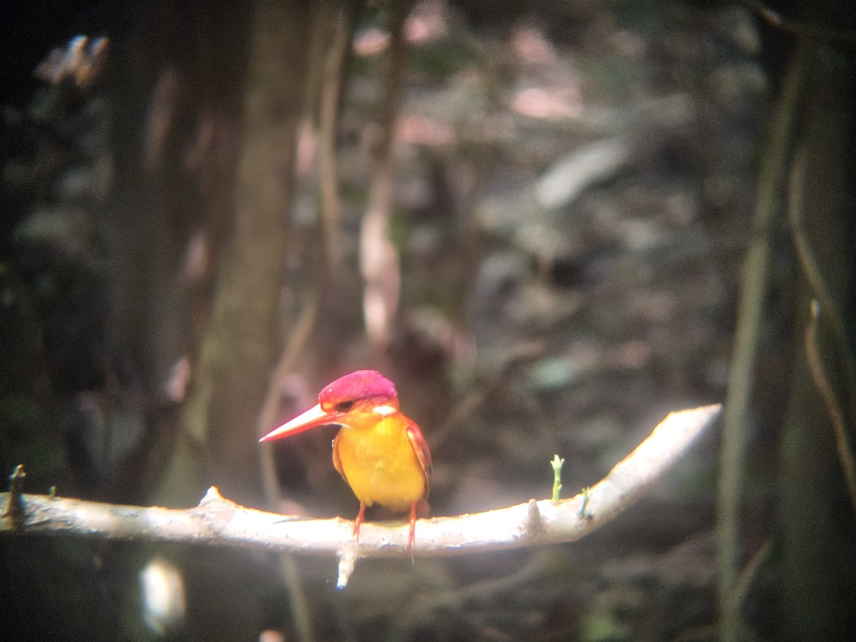 セアカミツユビカワセミ - ML646954455