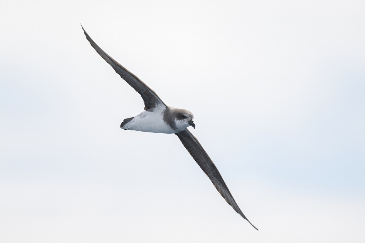 カオジロミズナギドリ - ML646954457