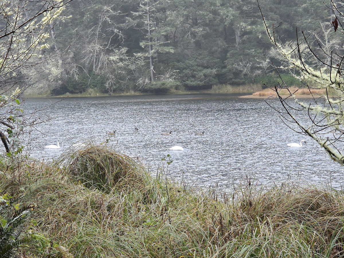 Trumpeter Swan - ML646954458