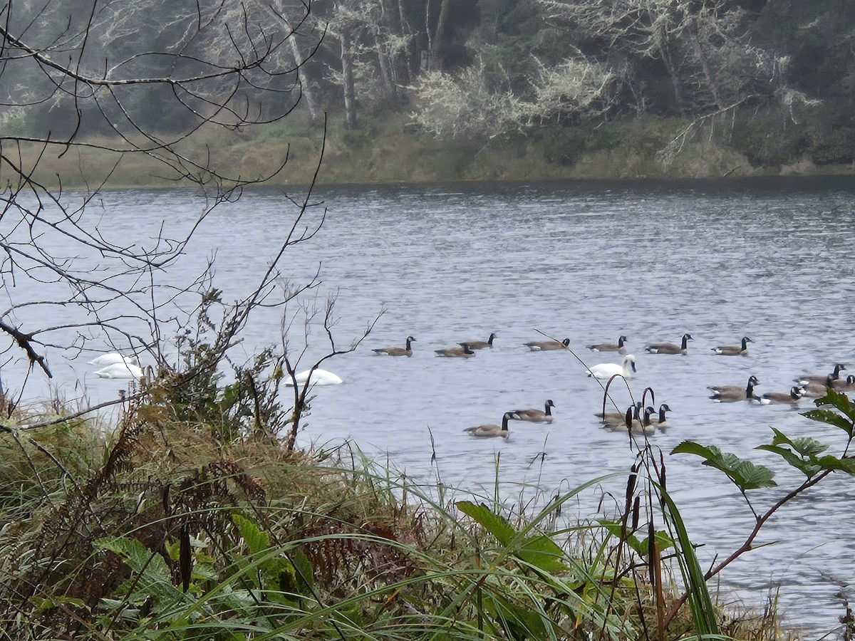 Trumpeter Swan - ML646954459