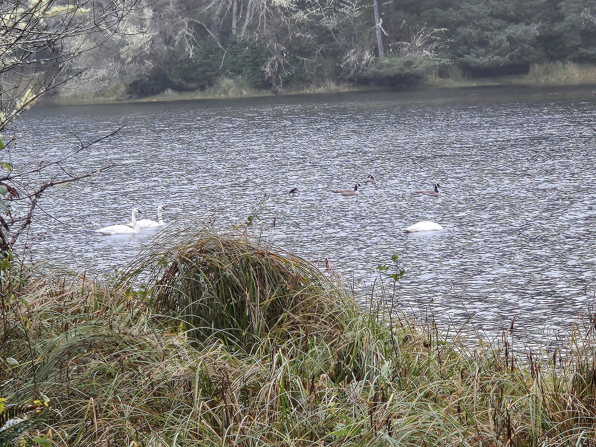 Trumpeter Swan - ML646954460