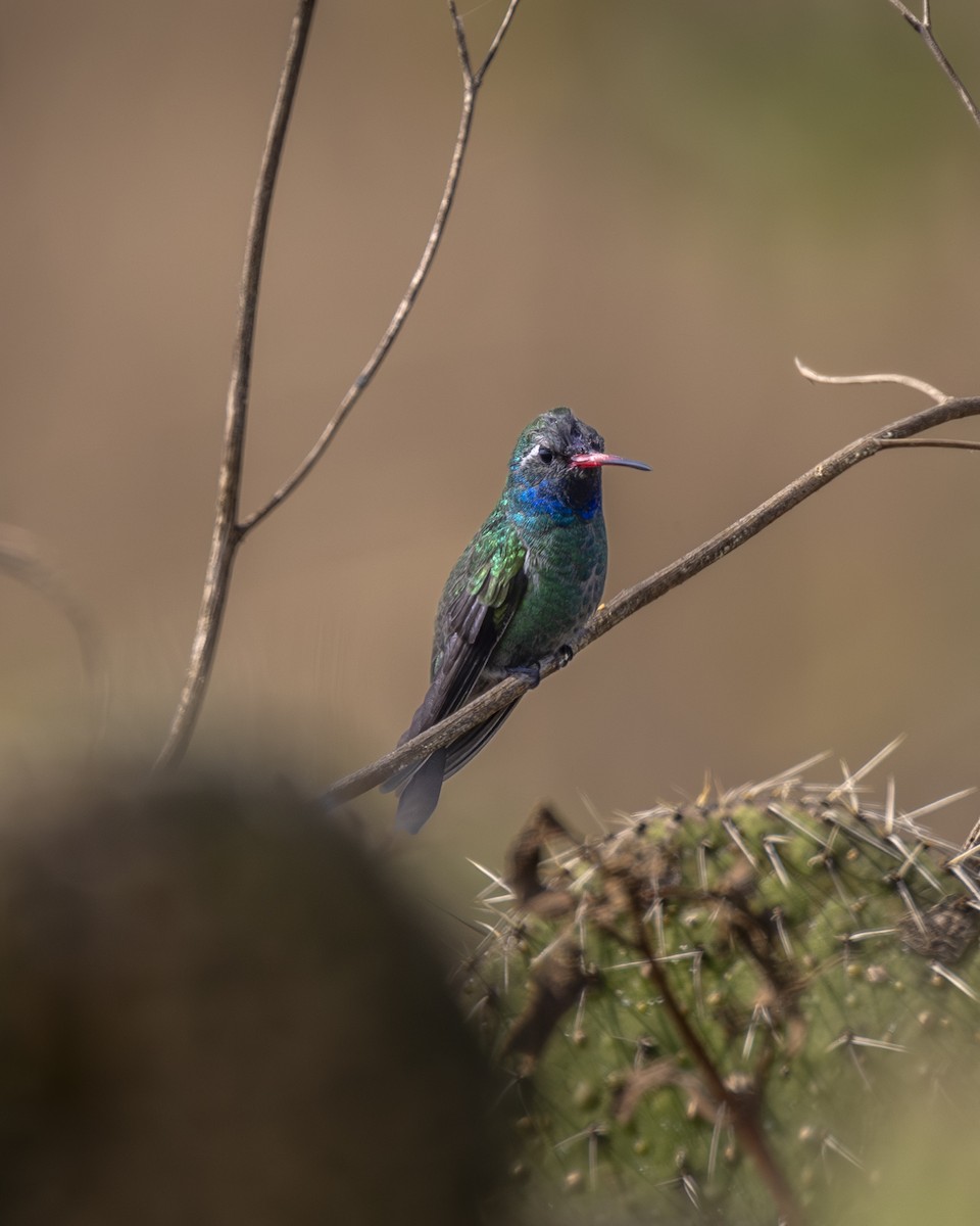 アカハシハチドリ - ML646954461