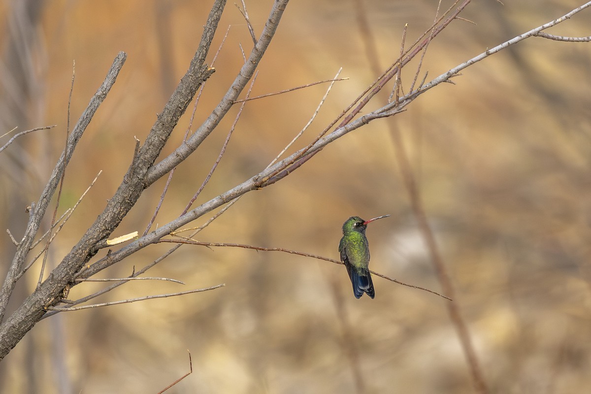 アカハシハチドリ - ML646954462