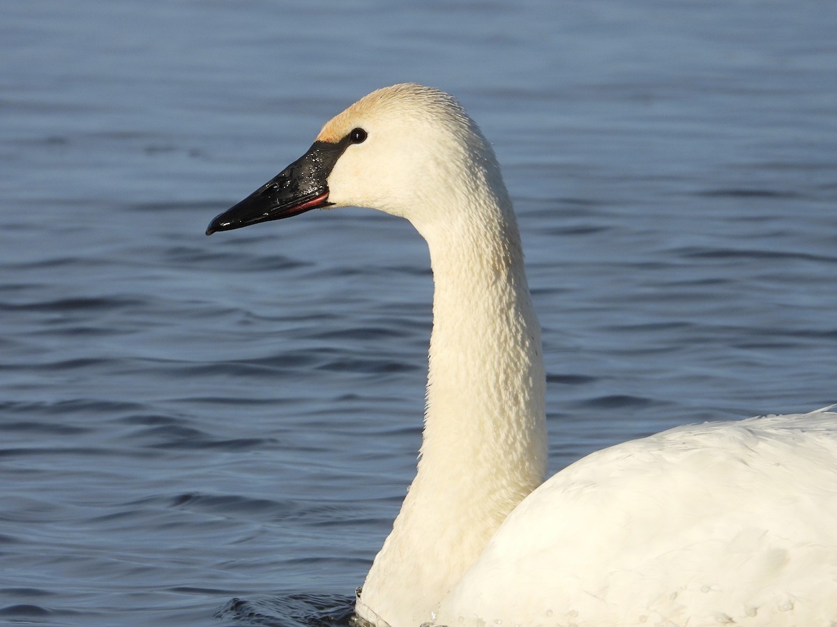 ナキハクチョウ - ML646954463