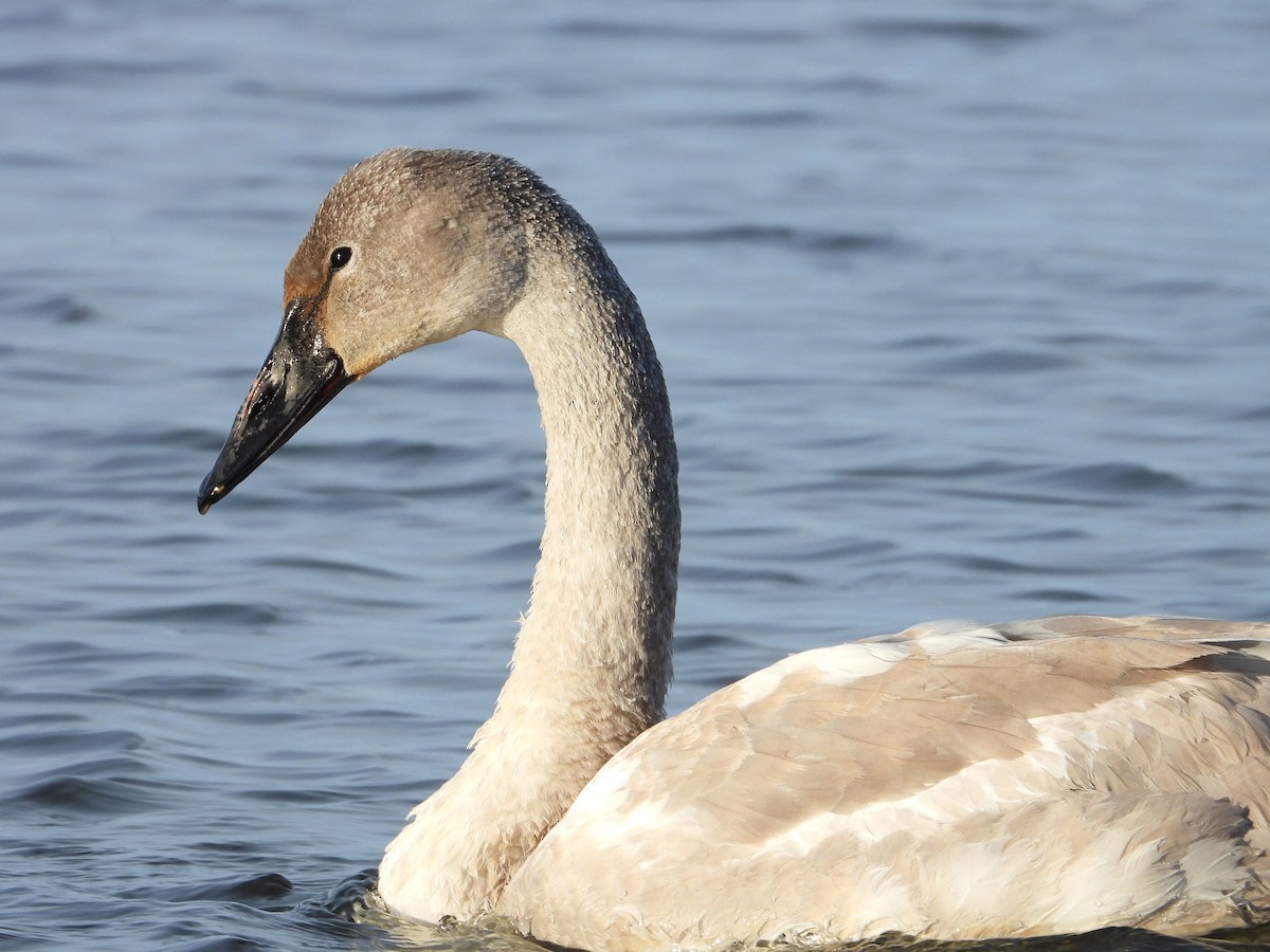 ナキハクチョウ - ML646954464