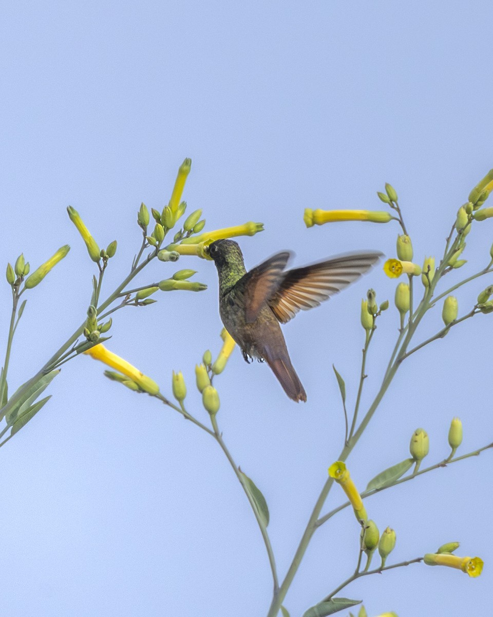 コウゲンエメラルドハチドリ - ML646954465