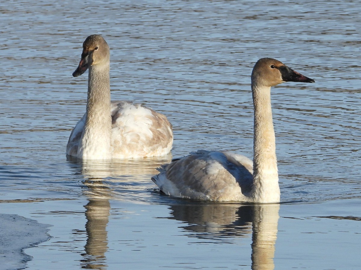 ナキハクチョウ - ML646954466