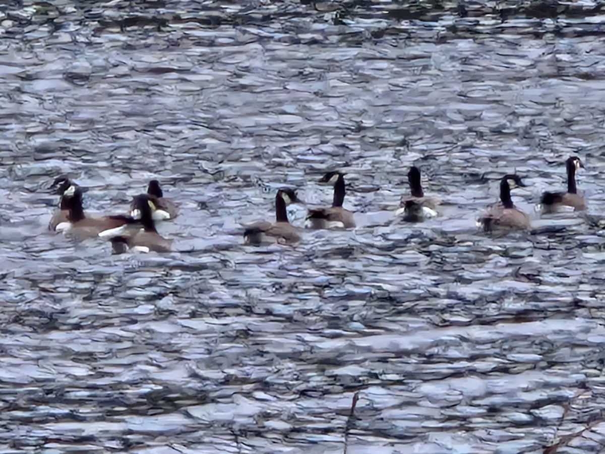 カナダガン - ML646954467