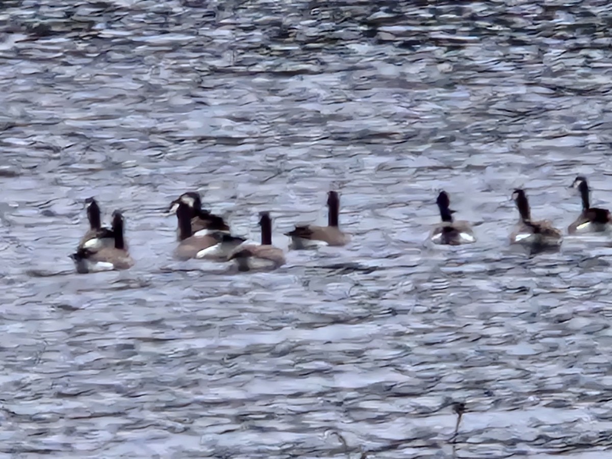 カナダガン - ML646954468