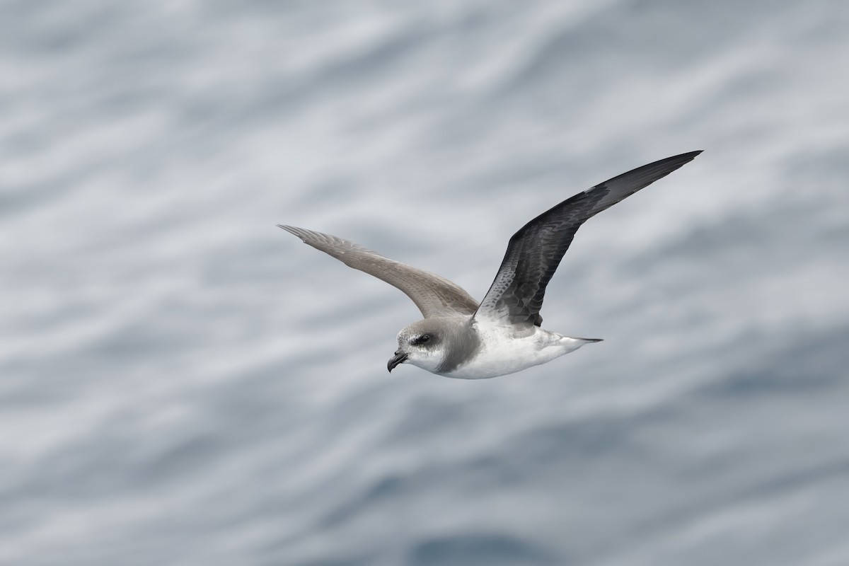 カオジロミズナギドリ - ML646954469