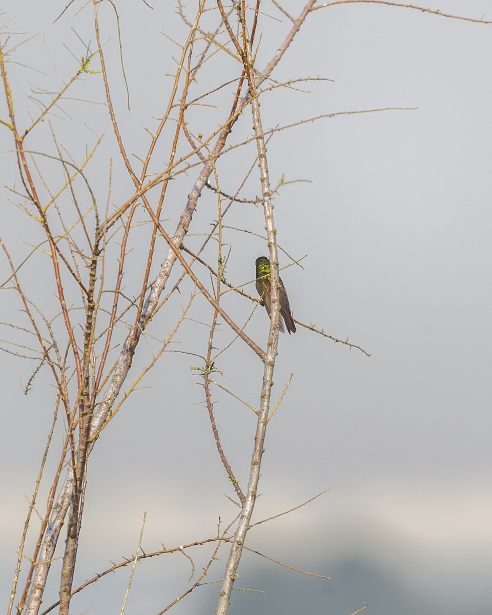 コウゲンエメラルドハチドリ - ML646954470