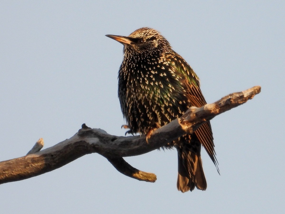 ホシムクドリ - ML646954471