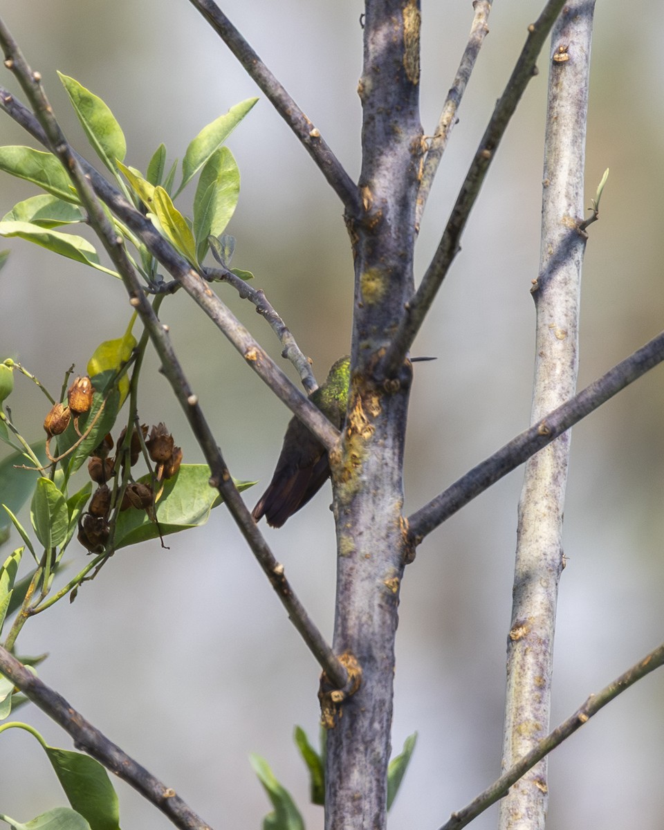 コウゲンエメラルドハチドリ - ML646954472