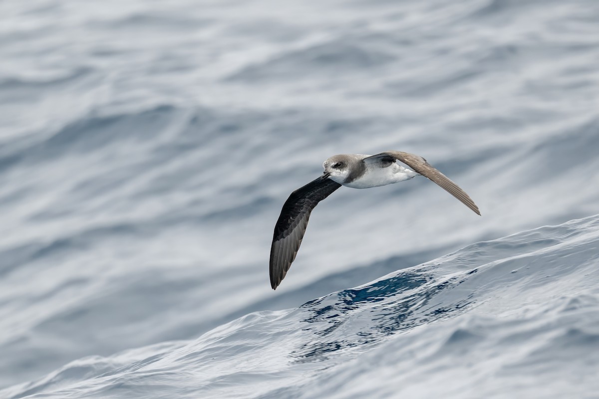 カオジロミズナギドリ - ML646954473