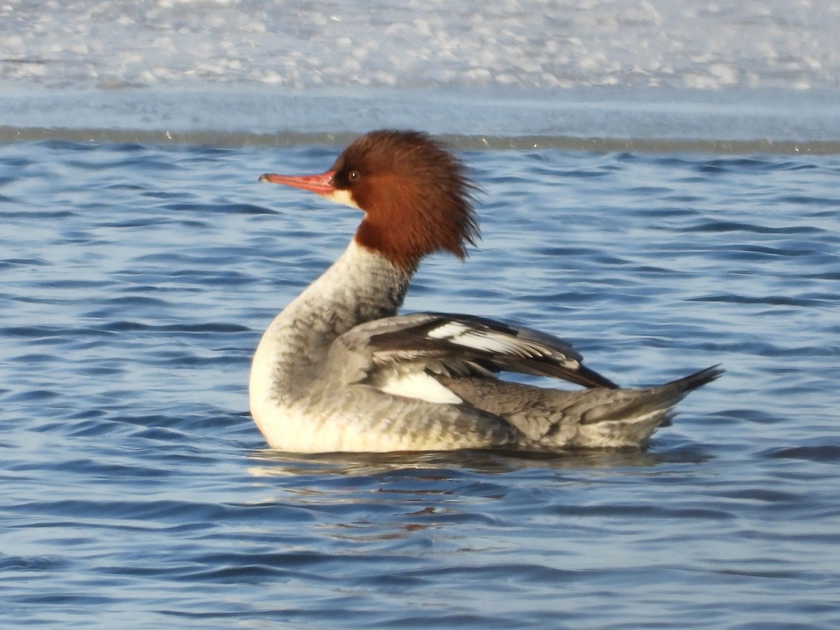 カワアイサ - ML646954474