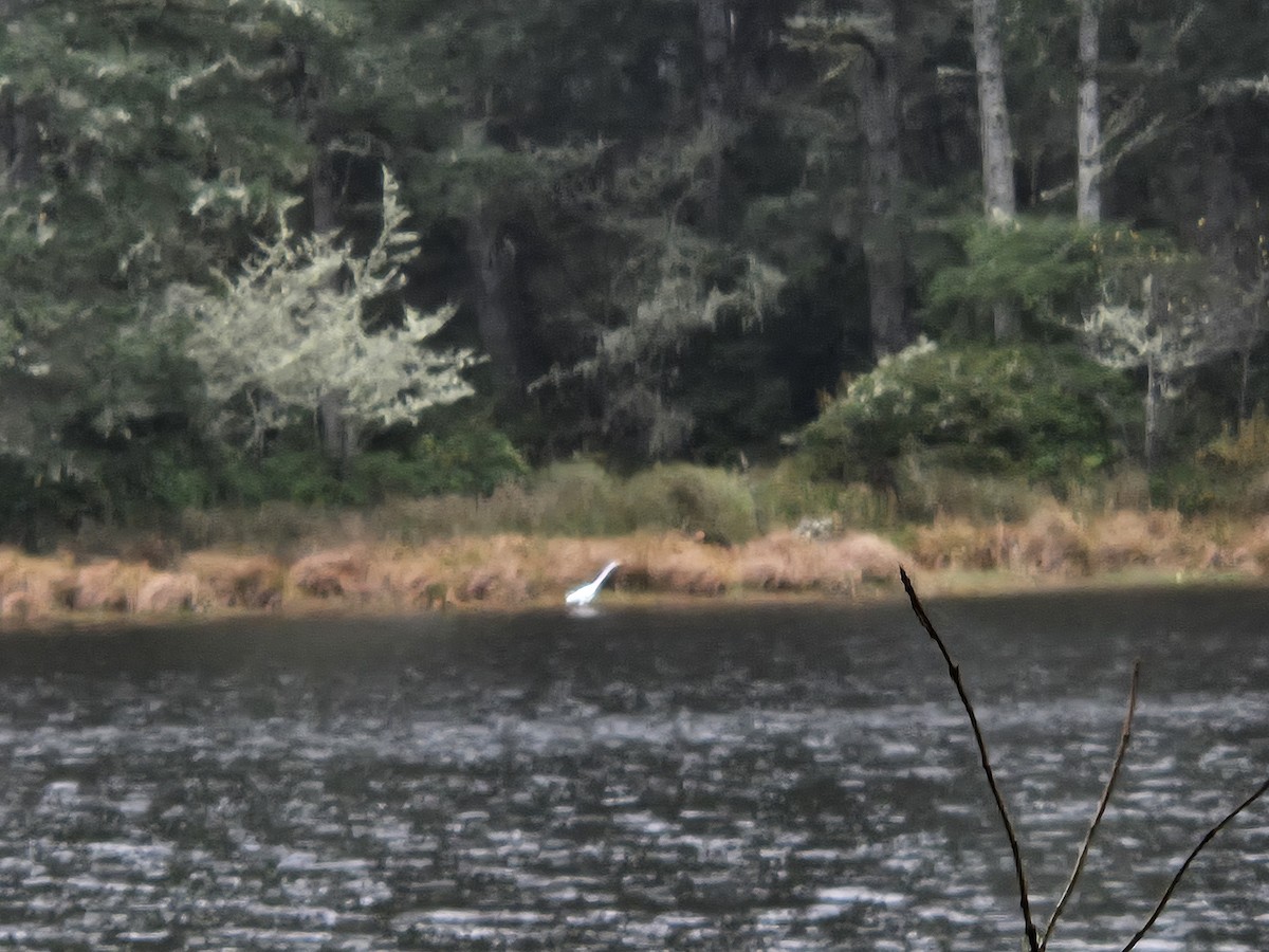 ダイサギ - ML646954475