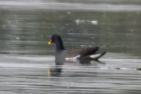 slípka americká - ML646954478