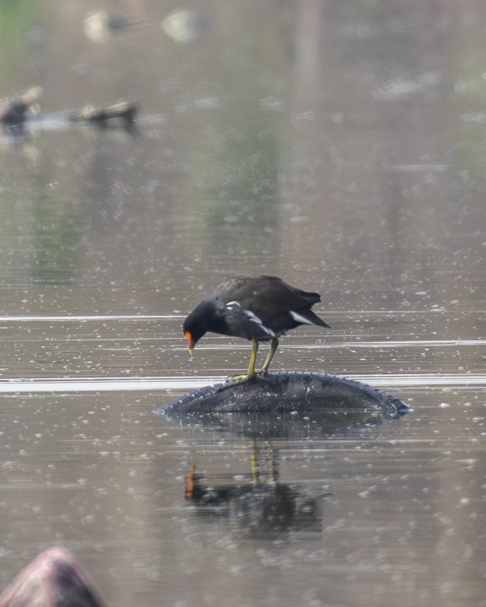 slípka americká - ML646954482