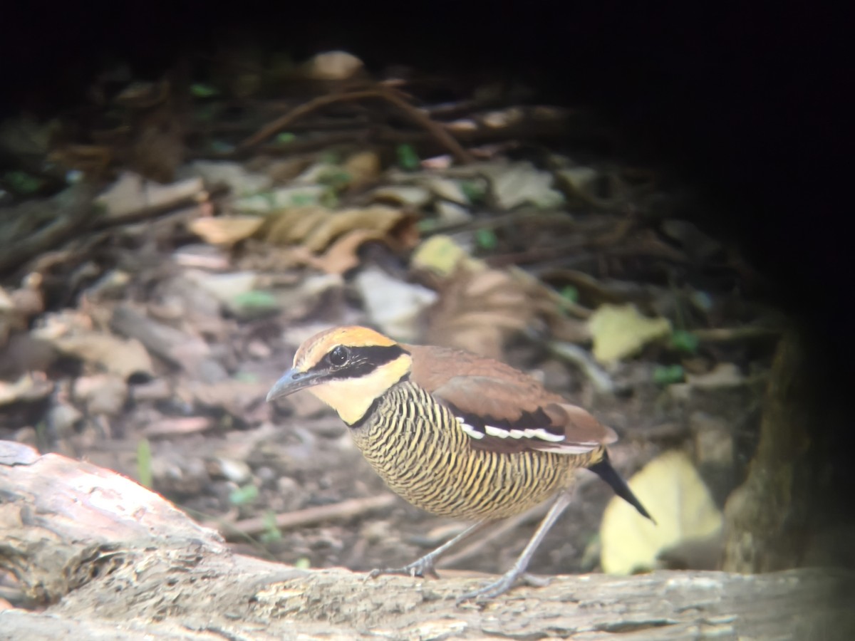 Javan Banded-Pitta - ML646954489