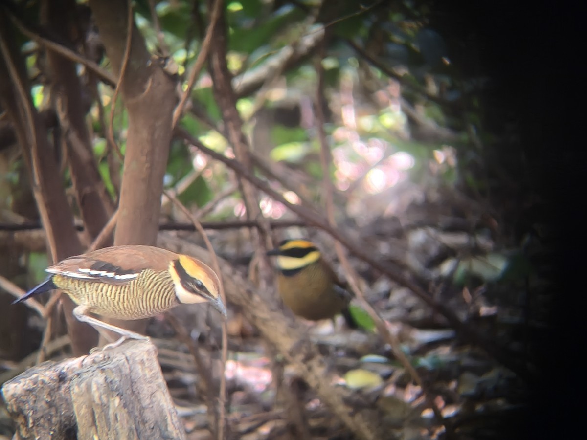 Javan Banded-Pitta - ML646954490